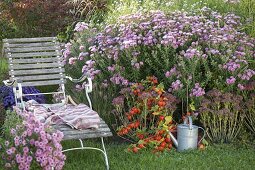 Chaise longue with Aster novae-angliae 'Barr's Pink'