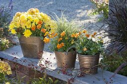 Metal pots with chrysanthemum, Viola cornuta