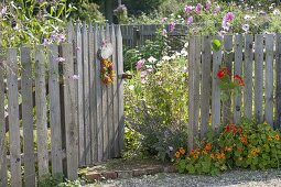 Man builds wooden fence with gate for organic garden