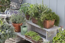Herb box with rosemary and cascade thyme