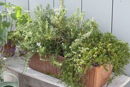 Herb box with rosemary and cascade thyme
