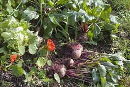 Beetroot harvested in the vegetable bed, ice lettuce