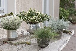 Silver-white table arrangement, Skimmia japonica 'Kew White'