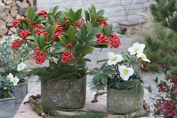 Skimmia japonica 'Temptation' (Fruchtskimmie) und Helleborus (Christrose)