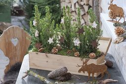 Prosecco-Holz-Kasten weihnachtlich bepflanzt mit Picea glauca 'Conica'