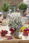 Autumn table decoration with herbs