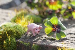 Glücksschwein mit Blatt von Oxalis (Glücksklee) auf Gartenmauer