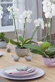 Table decoration with phalaenopsis