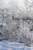 Thick bushes covered with hoarfrost and perennials in the snowy garden