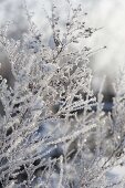 Frozen plants thickly coated with hoarfrost crystals