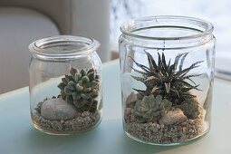 Succulents in preserving jars on gravel