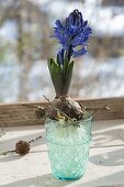 Hyacinthus (hyacinth) on turquoise glass with water