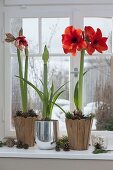 Hippeastrum budding and in bloom on windowsill