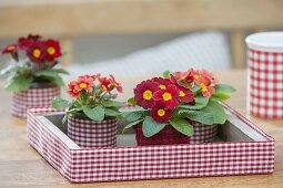 Primula acaulis on tray with red-white checked ribbon