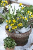 Clay pot with Eranthis hyemalis and Galanthus nivalis