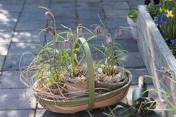 Pots with Fritillaria meleagris (checkerboard flower) in basket
