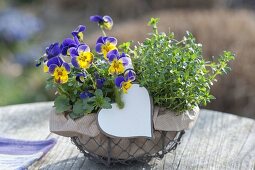 Small Wire Basket with Viola Cornuta Penny 'Primrose Picotee'