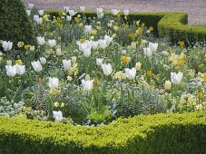 White-yellow spring in the Freising court garden