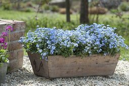 Wooden box with myosotis (forget-me-not) on gravel terrace