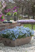 Wooden box with myosotis (forget-me-not) on gravel terrace