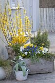 Forsythia in the basket, wooden box with Juniperus