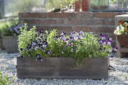 Wooden box with herbs and edible flowers on gravel terrace