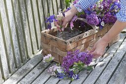 Fragrant spring basket with lilac and perennials