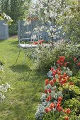 Bed with Tulipa 'Ballerina', Iberis