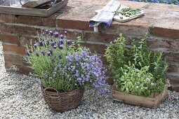 Herbs on gravel terrace at garden wall