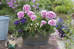 Pelargonium zonale 'Moonlight Katy' (Stehende Geranien), Heliotropium