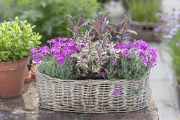 Fragrant basket with Dianthus gratianopolitanus 'Eydangeri'