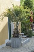 Butia capitata (jelly palm) in wooden bucket beside house entrance