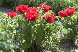 Bright red Papaver orientale 'Carmen' (Turkish Poppy)
