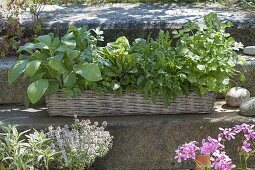 Korbkasten mit Kräutern bepflanzt : Borretsch (Borago), Liebstöckel