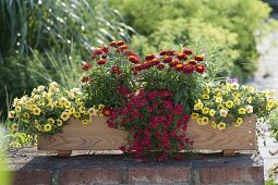 Selbstgebauter Holz-Kasten rot-gelb bepflanzt : Bracteantha Dazette 'Flirt'