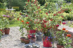 Red gravel terrace with redcurrants
