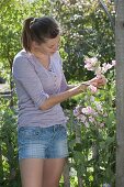 Woman cutting Lathyrus odoratus (sweetpea) bushes