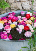 Eine Sammlung von Rosenköpfen aus dem Garten, die in einem alten Zinkbehälter schwimmen