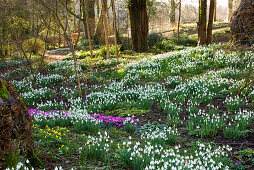 Galanthus nivalis, Alpenveilchen und Eranthis hyemalis