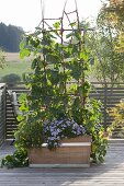 Wooden box with cucumbers (cucumis) on trellis