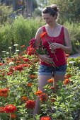 Woman is cutting zinnia for red bouquet