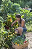 Woman harvesting vegetables in organic garden