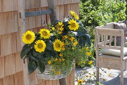 Basket with helianthus (sunflower) and tagetes tenuifolia