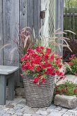 Petunia famous 'Red Fire' (Petunie), Imperata 'Red Baron'