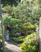 Cottage garden in late summer with fruits, vegetables and summer flowers