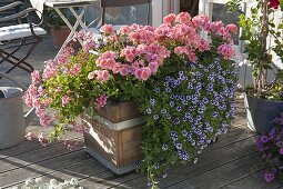 Wooden box planted with Pelargonium zonal 'Classic Helena'