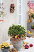 Pinus mugo mughus (mountain pine) in gray bucket