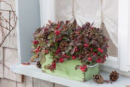 Old drawer at the window planted with Gaultheria procumbens