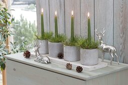 Advent arrangements of green candles and pinus (pine) in concrete pots