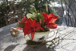 Small bouquet of Hippeastrum (Amaryllis) and Pinus (pine)